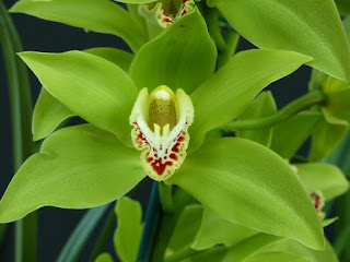 Cymbidium Nandi 'Green Giant'