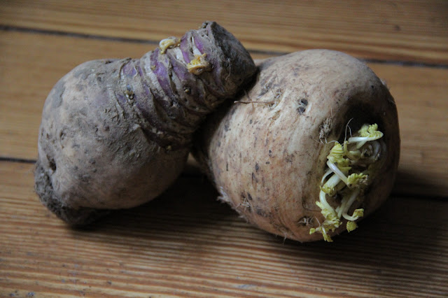 Panais et rutabaga