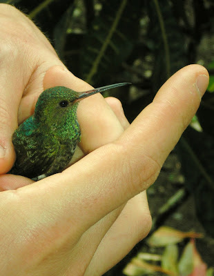  Costa Rica hummingbird