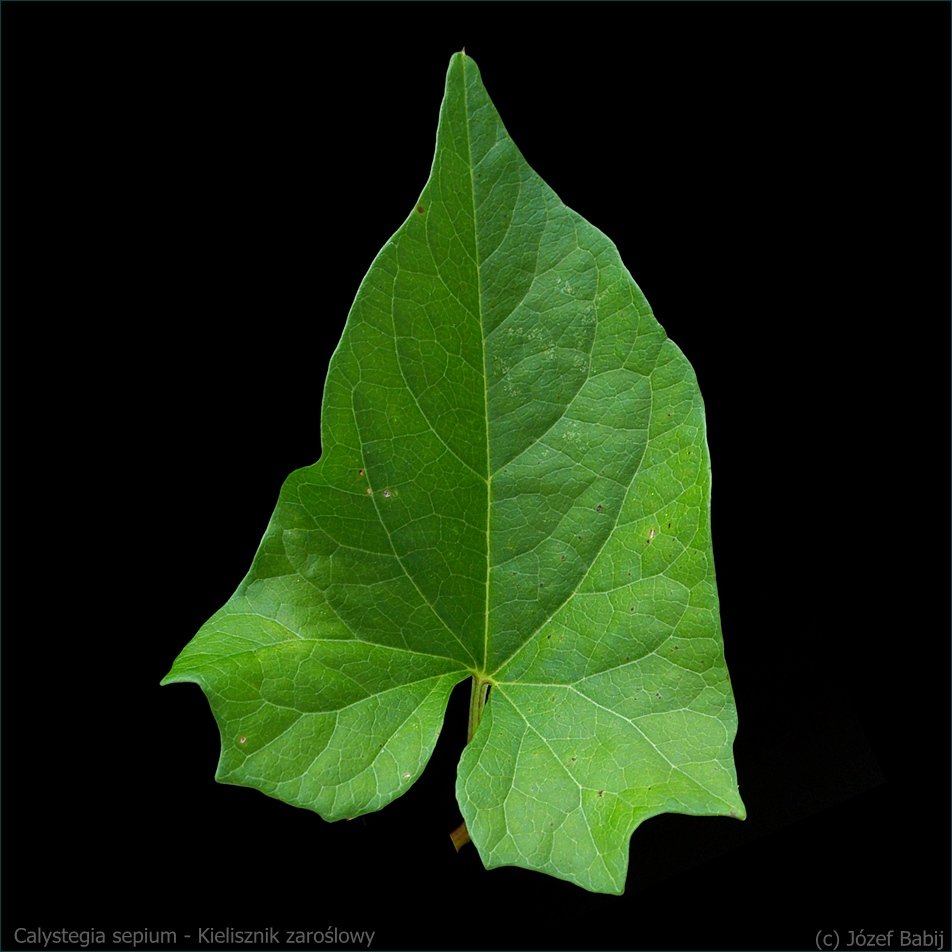 Calystegia sepium - Kielisznik zaroślowy liść