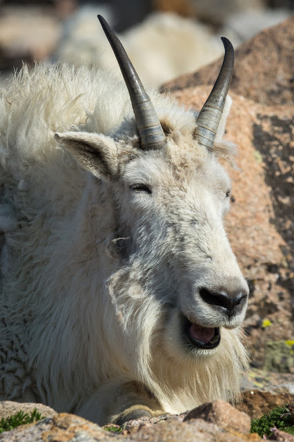 Mountain Goat, Mount Evans