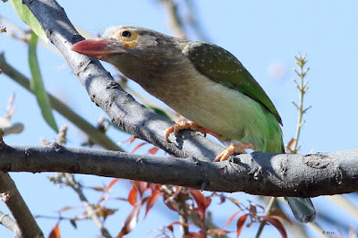 Brown-headed Barbet