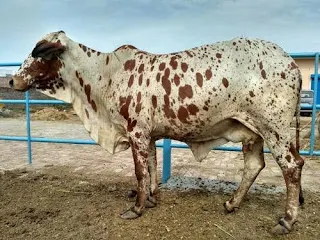 Rathi Cattle: भारतीय गायों की अनोखी नस्ल