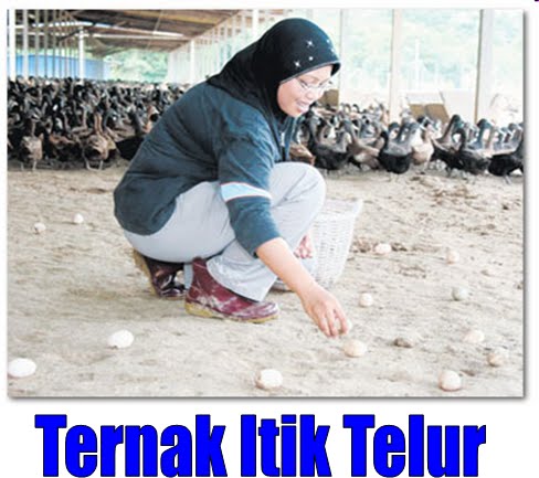 jenis sapi ternak unggulan