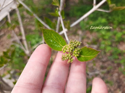 Калина буреинская (Viburnum burejaeticum)