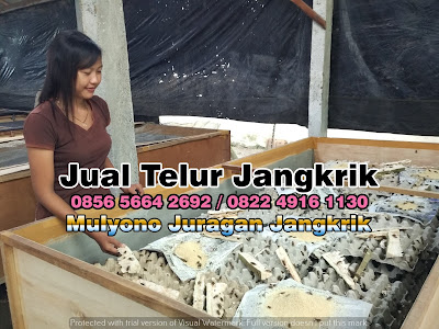 jual telur jangkrik murah bisa dikirim ke jakarta dan bekasi