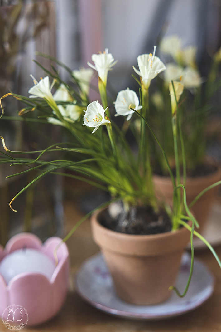 virvanarsissi ruukussa Narcissus bulbocodium 'Spoirot' pääsiäinen