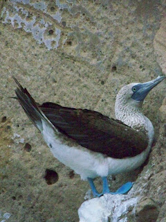 blue-footed boobie