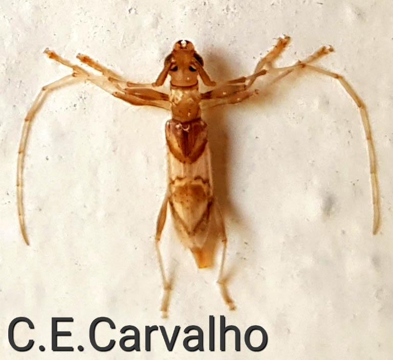 Insetologia - Identificação de insetos: Vespa Mata-Cavalo em São Paulo