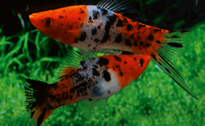 Ikan Platy Sanke