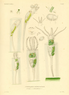 Floscularia, Tubicolaria, Stephanoceros