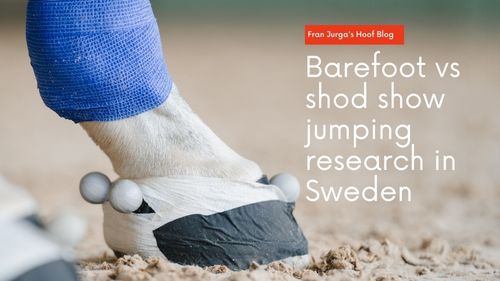 Swedish barefoot vs shod showjumper research