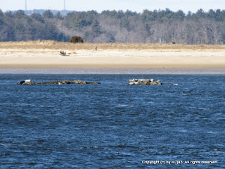 Harbor Seals