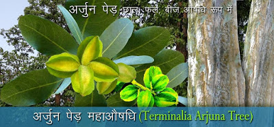 अर्जुन पेड़ महाऔषधि , Arjun Tree Benefits in Hindi, arjun paid ke fayde, Arjun Chaal Benefits, अर्जुन की छाल के फायदे,  अर्जुन के फायदे, arjun ke fayde, arjun chhal aushadhi, अर्जुन छाल औषधि, arjun chhal se upchar, अर्जुन छाल से उपचार, arjun chhal home remedy, arjun chhal gharelu dawa, अर्जुन छाल घरेलू औषधि