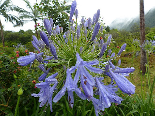 Agapanthe - Lis du Nil - Agapanthus praecox