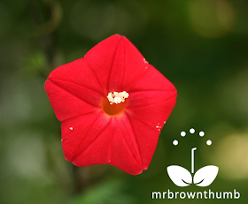 Cardinal Climber vine flower