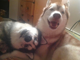 Cute dogs - part 6 (50 pics), two huskies being adorable