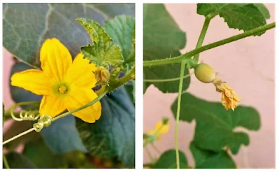 Flower and Fruit of Snap Melon Plant