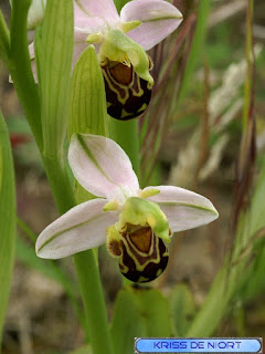 Orchidées de France 