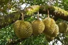 durian sawang enak