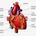 11 General Characteristics of Early Symptoms of Heart Disease In Humans