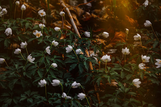 white flowers