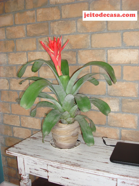 bromelia-flor-tropical