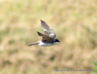 Swallows