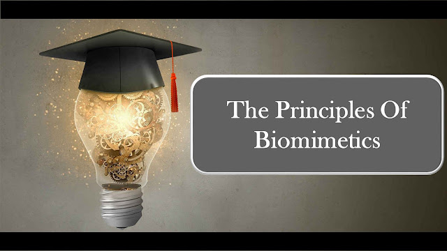 Explain the principles of biomimetics and their application in engineering design