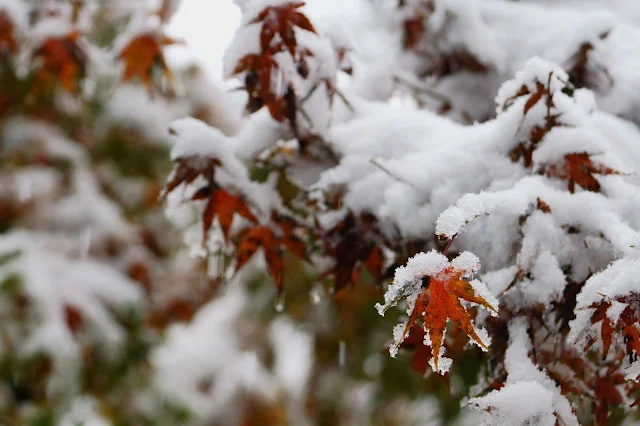 雪と紅葉