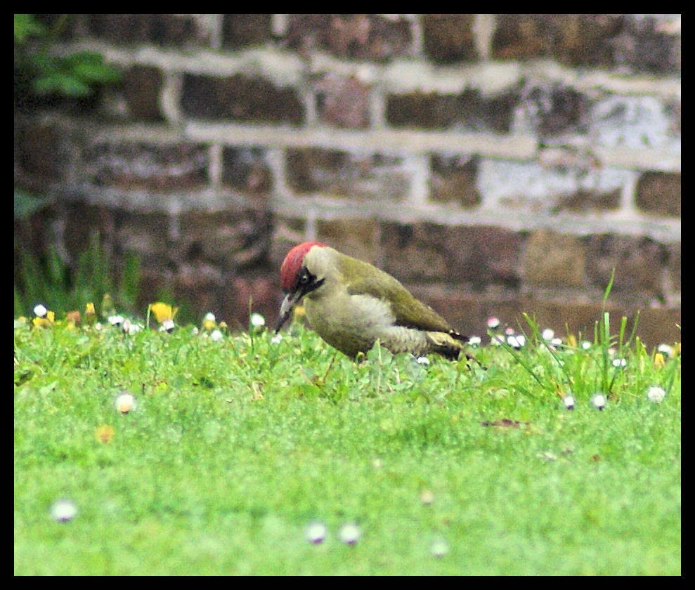 Woodpecker