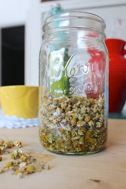 diy herbal infusions, herbal infusions with olive oil, how to infuse herbs, dried herbal infusions with oil, diy herb infusion, olive oil infusions, chamomile flowers, dried chamomile flowers, dried chamomile herbs, chamomile infused olive oil, diy chamomile infusions