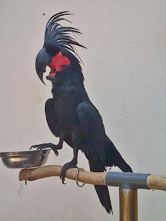 Burung Kakak hitam