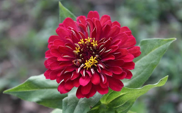 Zinnia Flowers