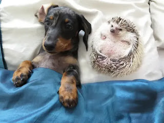 https://www.businessinsider.com/unlikely-animal-friends-photos-2019-8#the-friendship-between-this-dog-and-hedgehog-may-be-linked-to-the-fact-that-both-species-are-social-animals-and-that-they-provide-tactile-sensations-for-each-other-14