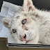  Λευκό τιγράκι: Θα γίνει ευθανασία- «Κάθε ανάσα του είναι αβάσταχτος πόνος»