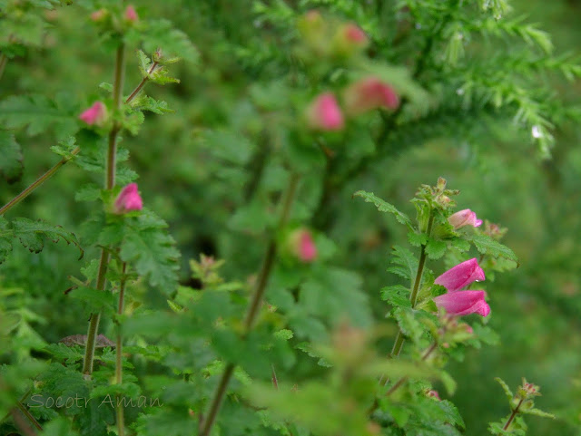 Phtheirospermum japonicum