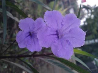 double purple flower