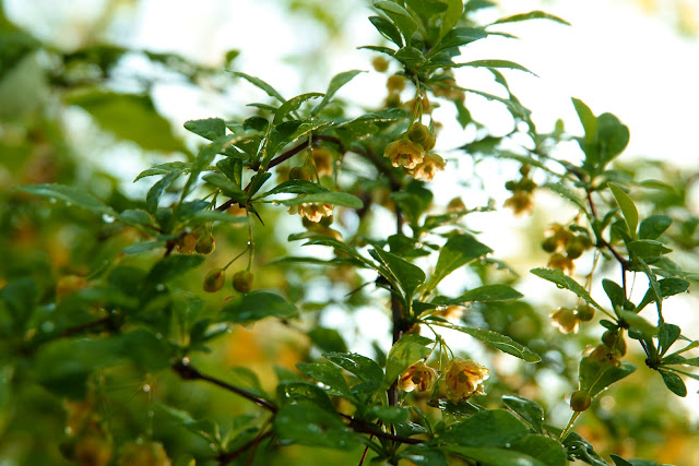 Berberis thunbergii