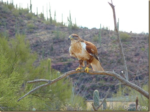 Desert museum_065