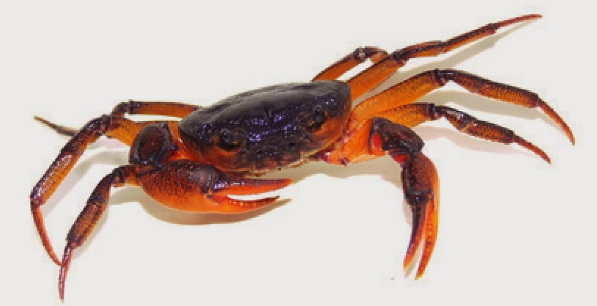 http://sciencythoughts.blogspot.co.uk/2014/10/a-new-species-of-freshwater-crab-from.html