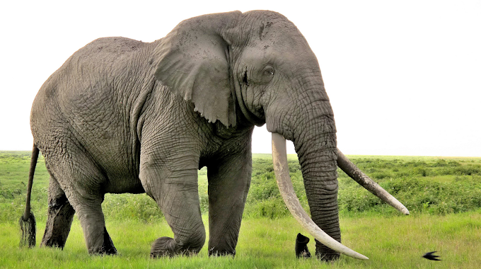 All new interesting facts about Elephant