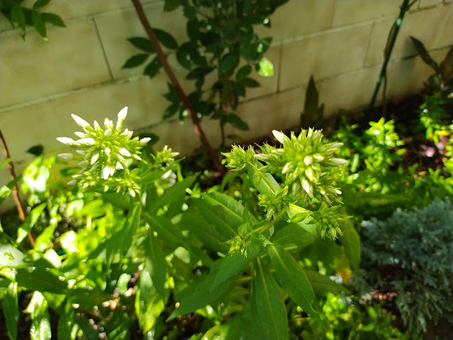 Flox paniculada (Phlox paniculata L.).