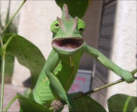 funny animal pictures, chameleon