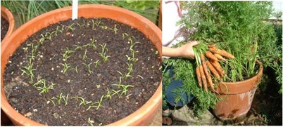 carrots_in_containers