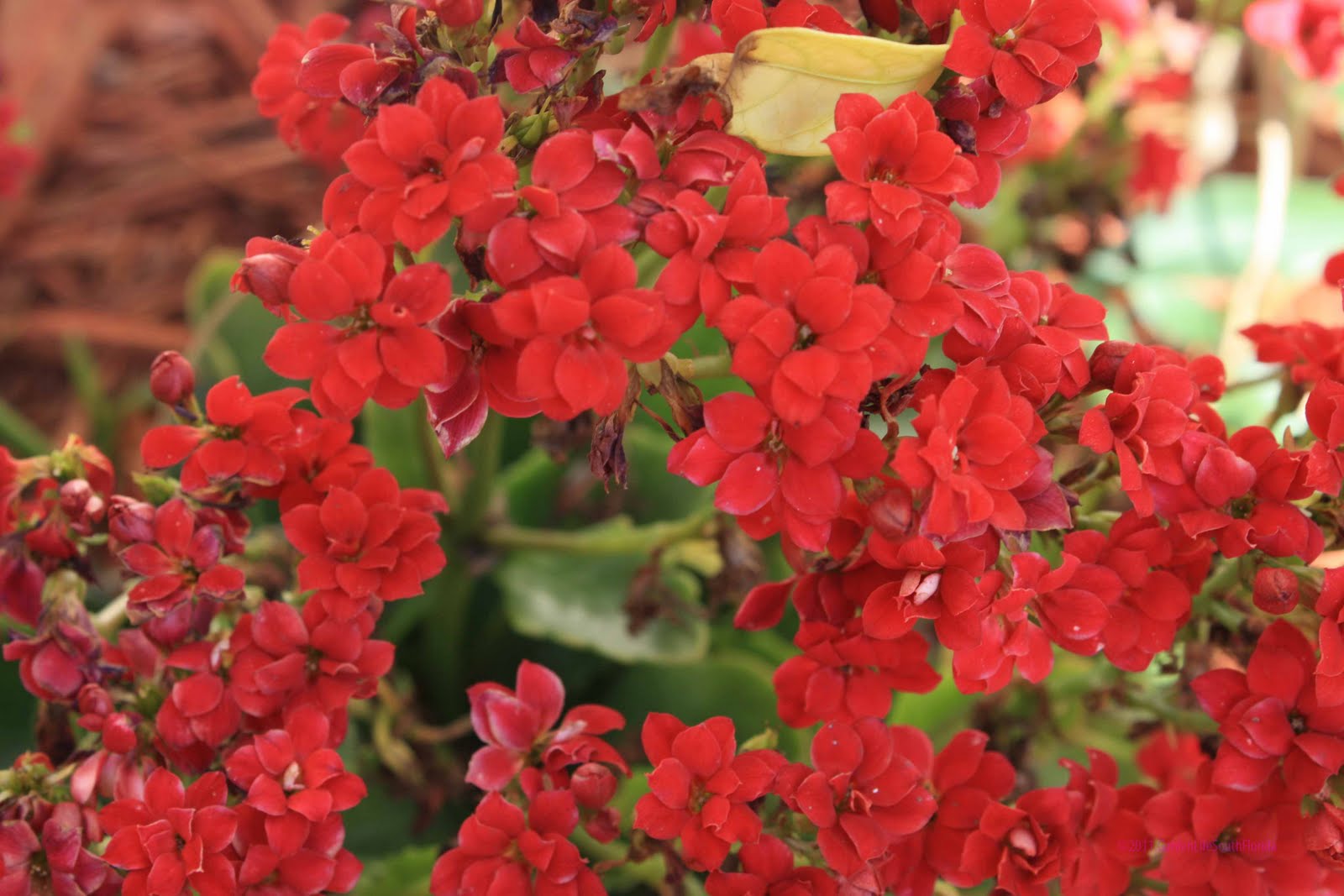 types of flowers hummingbirds like Cape Honeysuckle Florida | 1600 x 1067