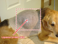 Dog Fatty Tumor1