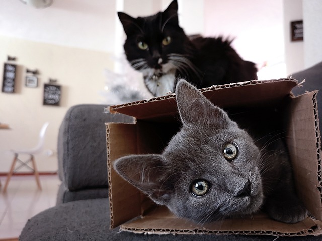 Picture of 2 cats playing in a box