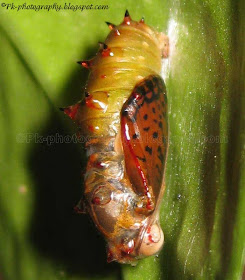 Common Leopard Butterfly Pupa