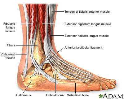 Ligaments In Ankle